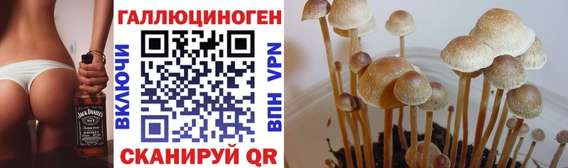 где можно купить   Могоча  Галлюциногенные грибы MAGIC MUSHROOMS 